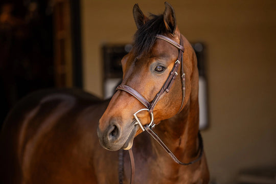 Huntley Equestrian Sedgwick Fancy Stitched Square Raised Hunter Bridle with Reins